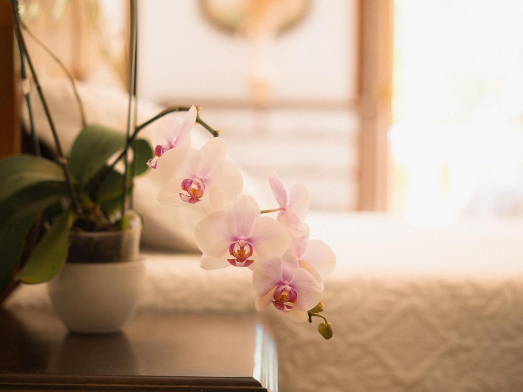 Chacara Rosa Cortiana Bed & Breakfast Sao Gabriel  Ngoại thất bức ảnh